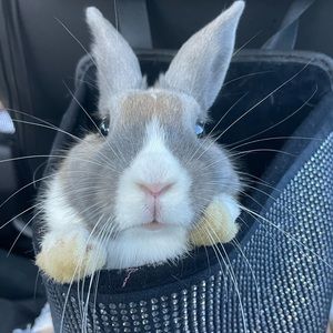 Meet your Posher, Maxine